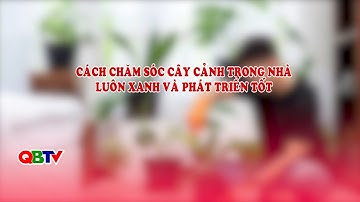 Cách chăm sóc cây cảnh trong nhà luôn xanh và phát triển tốt | QBTV