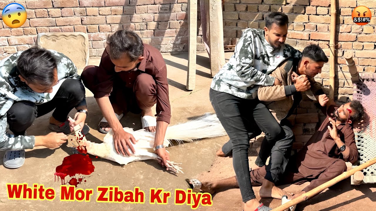 Ya Mini Zoo Mian ino Ny Kiya Kr Diya💔