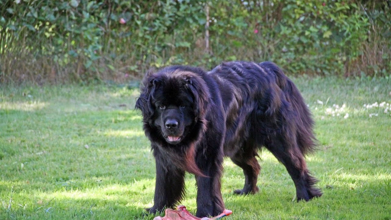 Getting to Know the Loving Temperament of a Newfoundland Dog