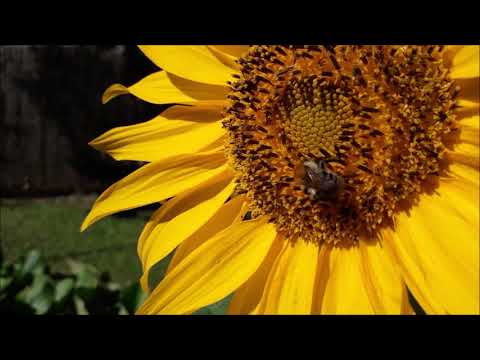 Videó: A Méh Pollen Előnyei