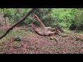 How Monkey Rina and Lucan Turn Tree Time into Pure Happiness – Watch the Fun!