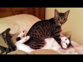 🤣HOLDING YOUR LAUGH while watching these video😹 - Funny Cats Life