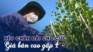 Nông dân miền Tây chong đèn ‘kéo chân dài’ cho cúc, bán giá cao gấp 4 lần