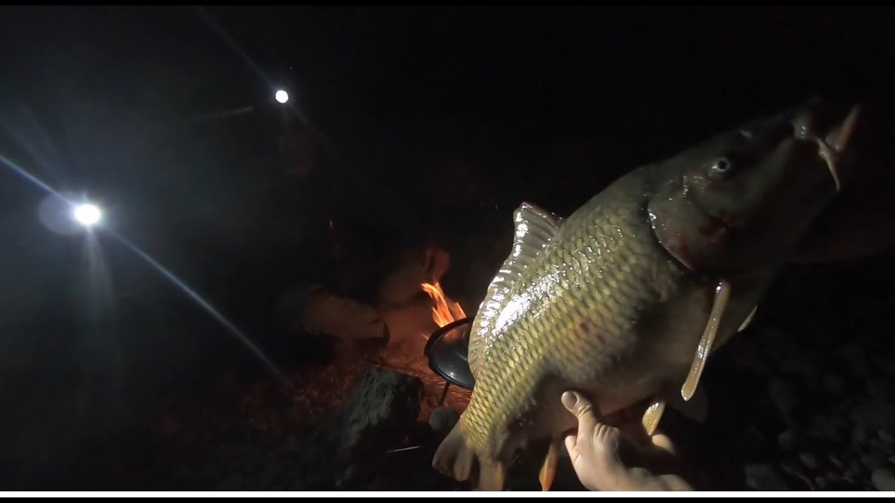 Sazan Avı ve Kamp, Atatürk Barajı Balık Avı, Carp fishing
