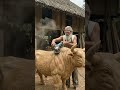 From Wooden 🐂🐂 to Golden Sculpture #|Master Wood CarvingTransformation