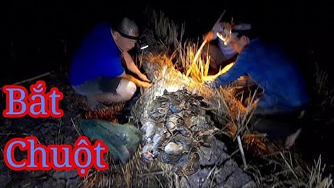 Bắt chuột ban đêm cùng anh em ngoài ruộng tập 3.