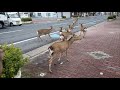 Animals reaction to lockdown taking over city roads during coronavirus crises part1