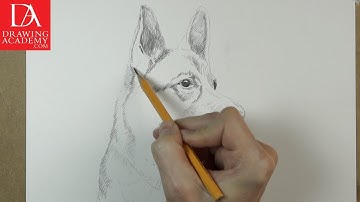 How to Draw a Dog presented by Drawing Academy .com 41-1