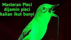 MASTERAN PLECI AUDIO DIJAMIN PLECI KALIAN IKUT BUNYI - Durasi: 2:19. MASTERAN PLECI AUDIO DIJAMIN PLECI KALIAN IKUT BUNYI - Durasi: 2:19.