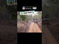 Tiger Fight 😱🐅🐯 Tiger Crossing Road |#JungleVideo #ShortVideo #TigerIntelligence #ShortsFeed #Tiger