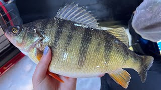 Jumbo Perch Ice Fishing | March Madness
