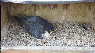 Main Camera - 05/11/26