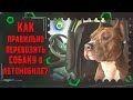 ТВ МИР-Как правильно перевозить собаку в автомобиле