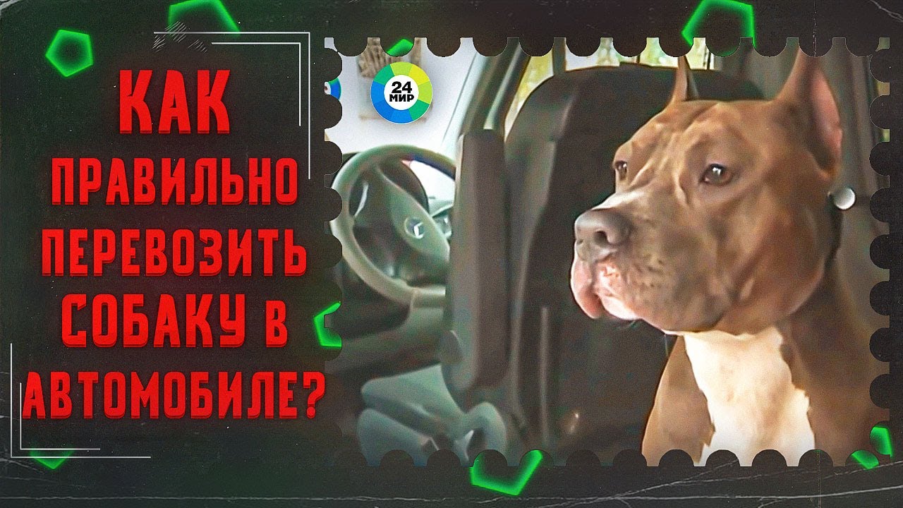 ТВ МИР-Как правильно перевозить собаку в автомобиле