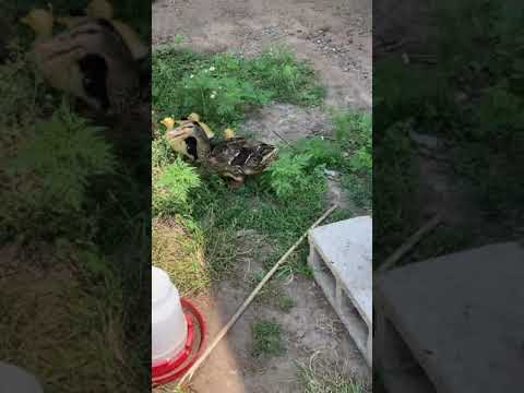 Putting mama duck and ducklings back in their pen
