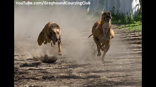 Download lagu Dhok Gad race #1 | Greyhound race 2017 | racing greyhounds