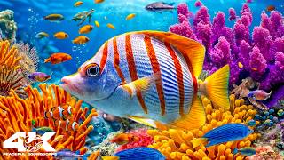 Amazing 4K Ocean Adventure - Dive Deep and Marvel at Sea Animal in The Best 4K ULTRA HD Aquarium