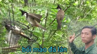 11\/5\/2024 bẵy đấu, bổi to mào đá lân, chào mào nghệ An , cuab diab mag tau zoo saib heev