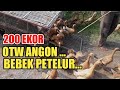 200 BEBEK PETELUR KELUAR KANDANG MINI /OTW ANGON