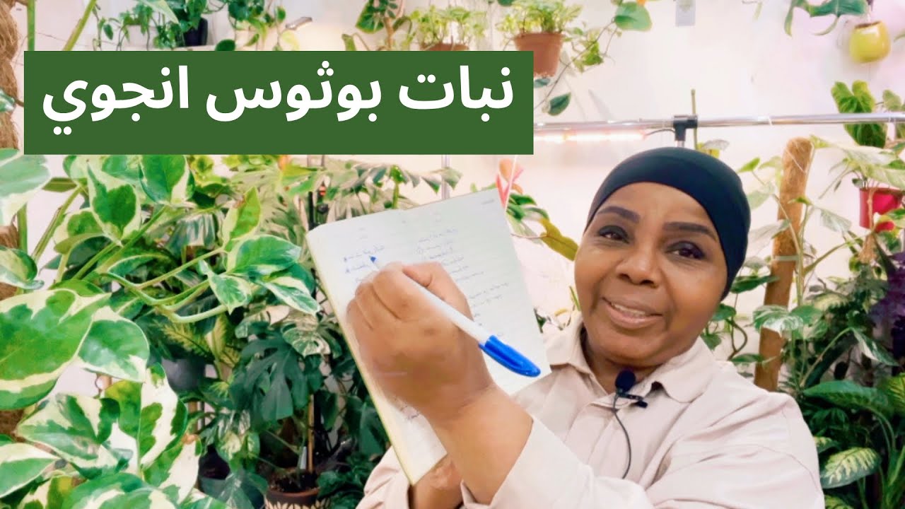 نبات يحتاج اضاءة عاليه في البيت