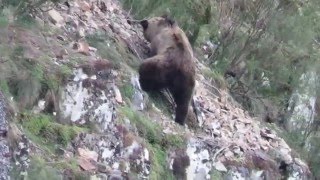 OSO EN LOS MONTES DEL BIERZO