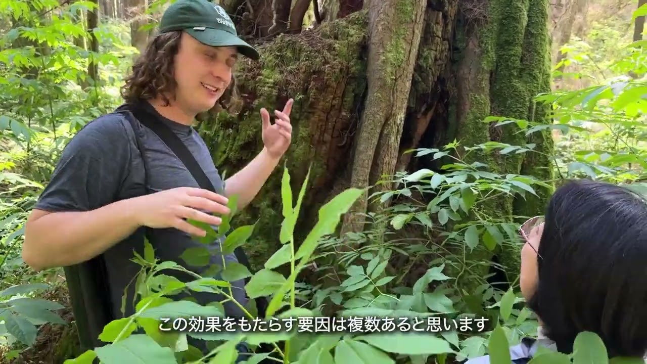都市と共生する、太古の森と巨木 | Destination Canada