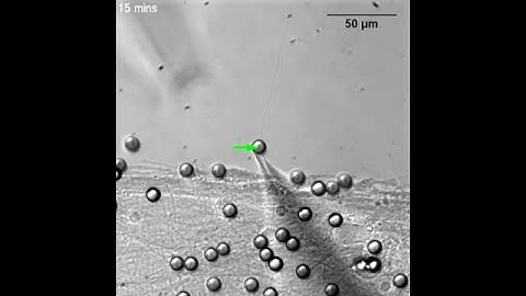 Bridging Neurons Across Gap