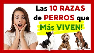 ¿Cuantos AÑOS VIVE un PERRO? 🐶 (Las 10 RAZAS de PERROS Más LONGEVOS) 😍