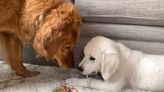 Golden Retriever Pokes at Cute Little Puppy Because He Desperately Wants to Play With Him by Adventures of Archie and Milo 9,794 views 3 years ago 6 minutes, 39 seconds