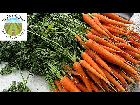 Video: Nantes Carrot: herkomst ras, opbrengst, beoordelingen