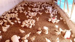 Élevage De Coqueletsbonne Alimentation