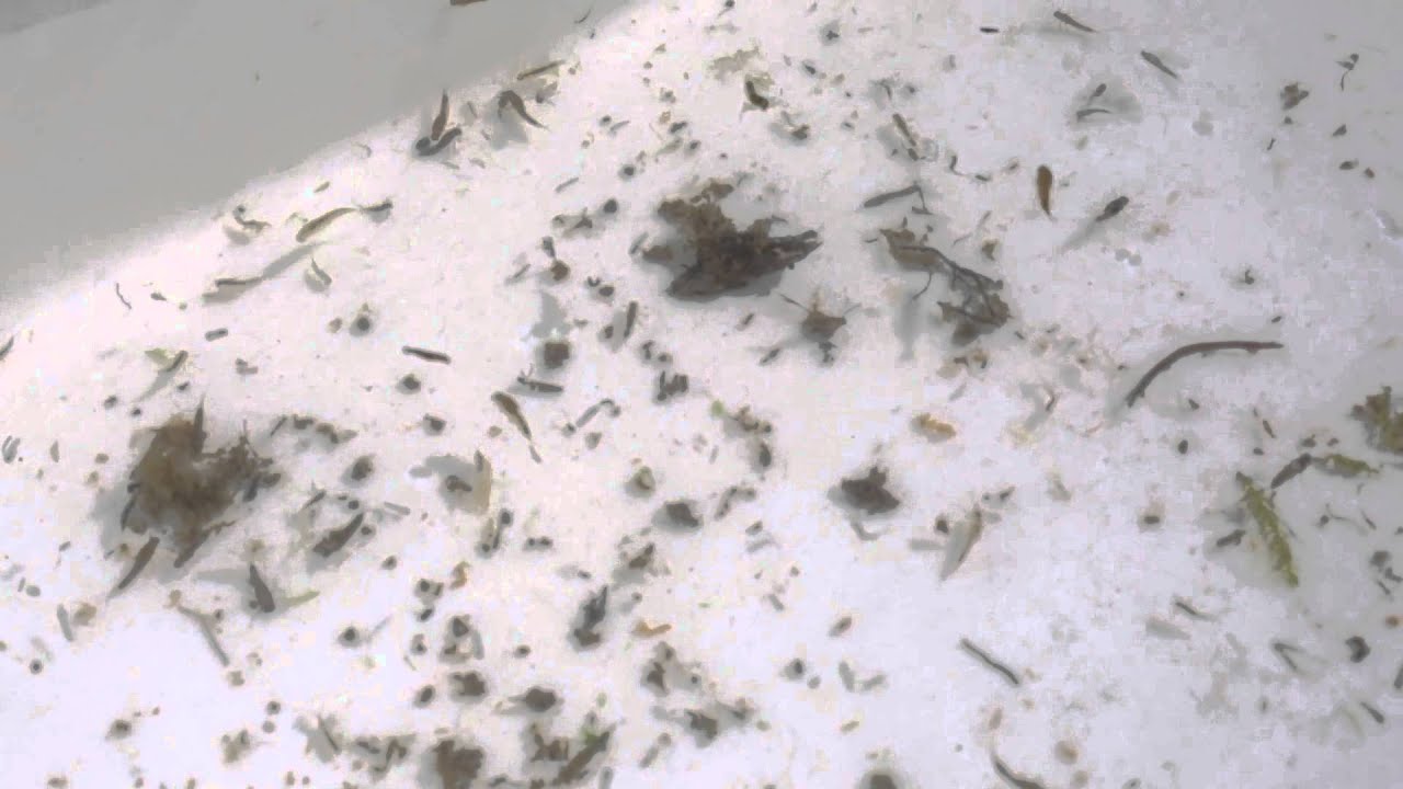 No major species dieoffs from Animas River contamination a cause for optimism