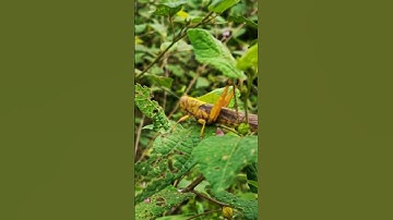 Camouflaged Beauty – A Close-Up Encounter with a Grasshopper