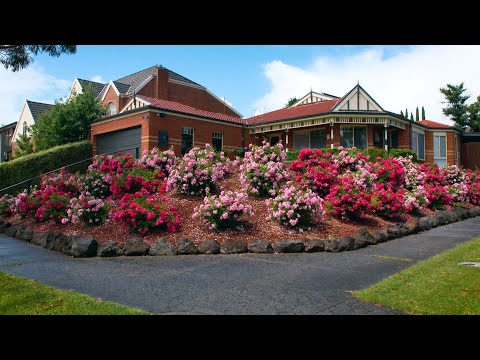 Wideo: Pościel dywanowa w ogrodach - jak sadzić kwiaty, aby przeliterować słowa lub obrazy