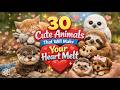 30 Cute Animals That Will Make Your Heart Melt