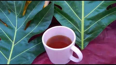 Breadfruit Leave Tea. Home Remedy for Hypertension