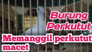 Ini,...Suara Panggilan Burung Perkutut Merbok Kampungi