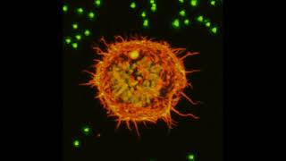 Multi-photon animation of dividing cell