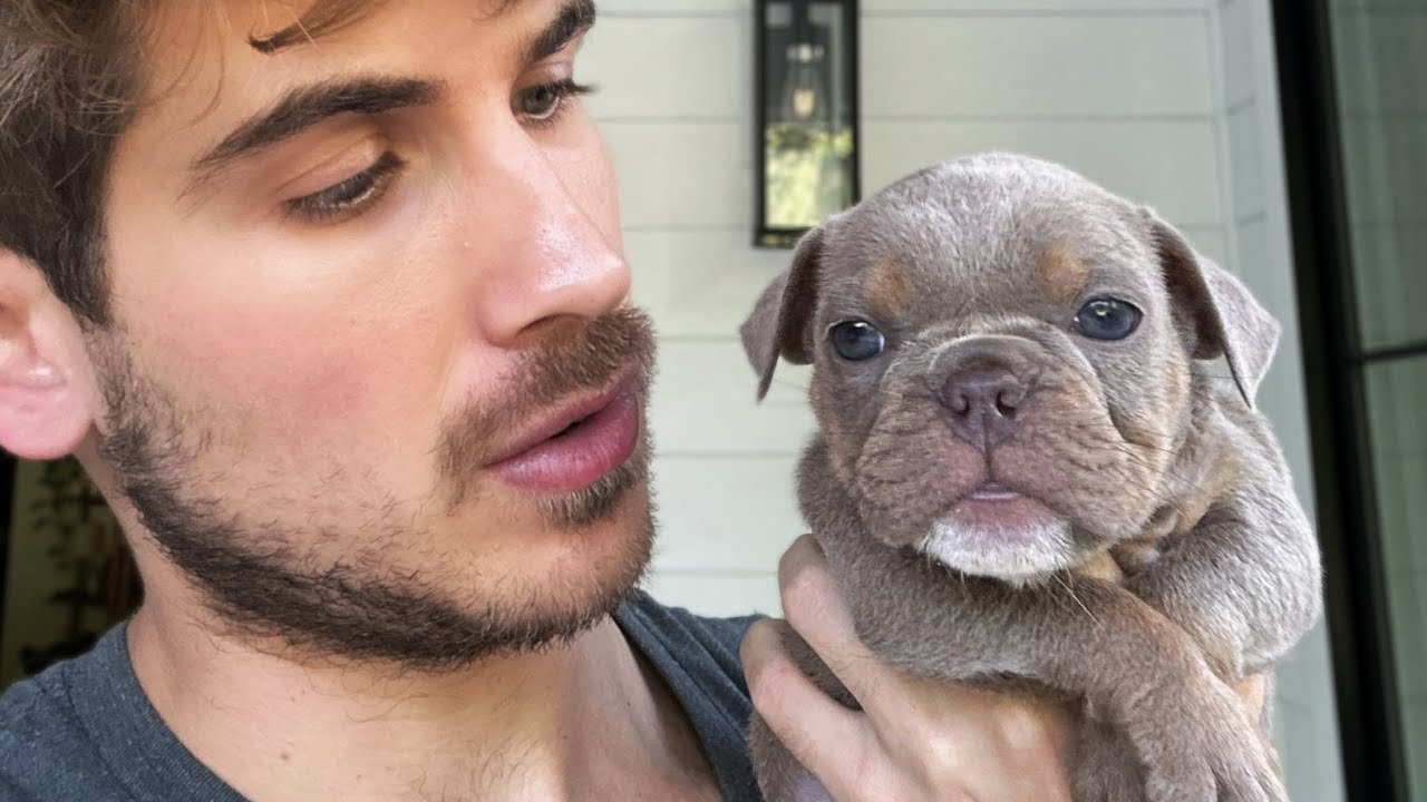 Blind French Bulldog Rescue Puppies Got Their Eyesight BACK?! YouTube