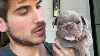 Blind French Bulldog Rescue Puppies Got Their Eyesight BACK?!