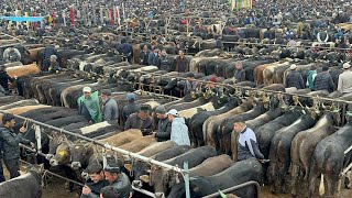Download lagu Central Asian Farmers Are Raising Millions Of Cattle This Way