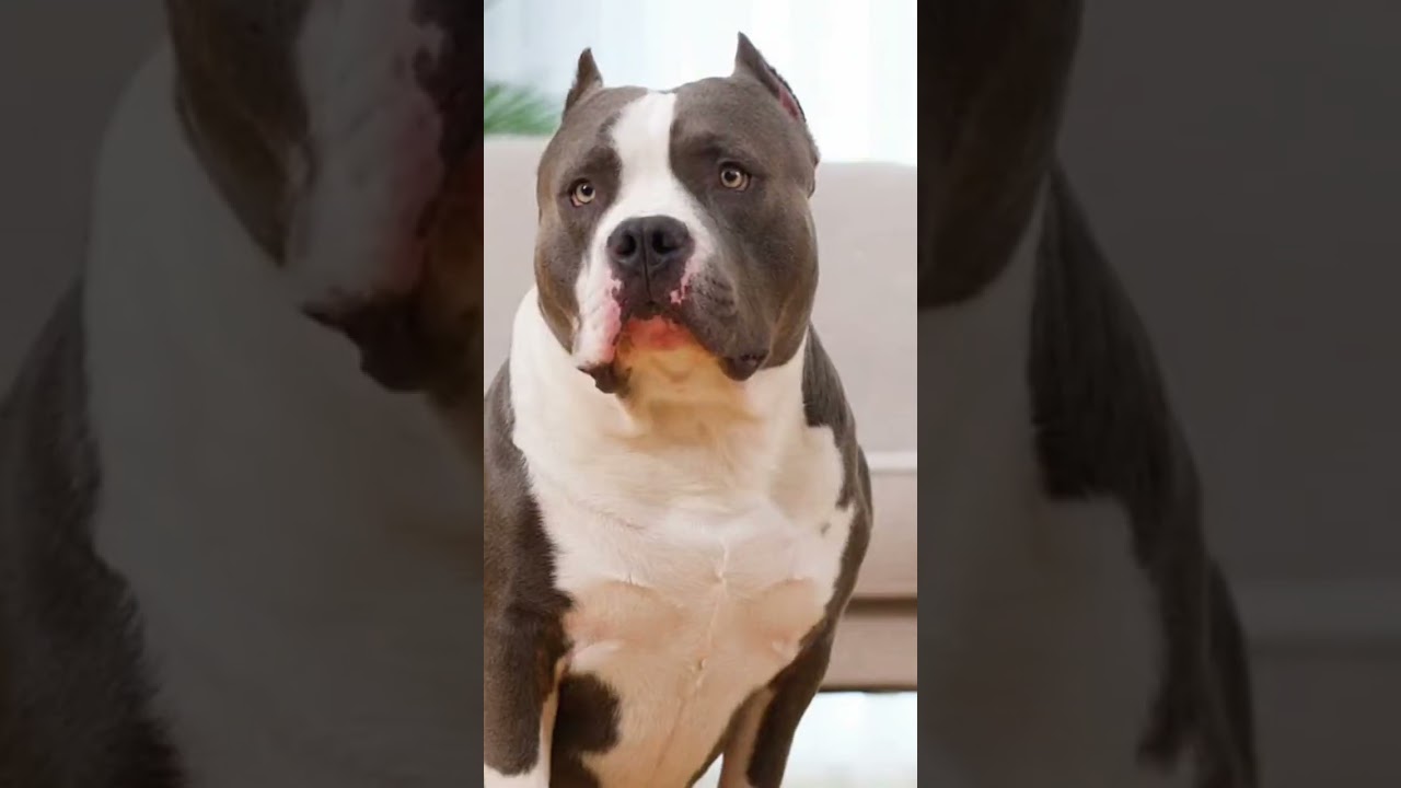 This Smart Vacuum Has a Snack Problem 