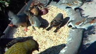 WSBC0094.AVI