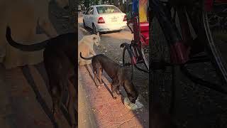 খাবারের জন্য অপেক্ষা, কিন্তু হাসি অগণিত 🙏🐶🥰 #AnimalRescue #StrayDogs #StrayCats