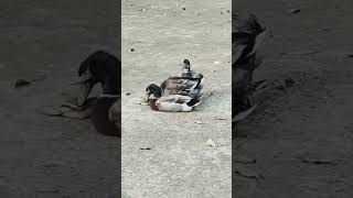 Mating 💓 Ducks | Mallard Mating | Mating | Reproduction | Waterfowl Mating | Bird Mating💕 | Ducks 🦆