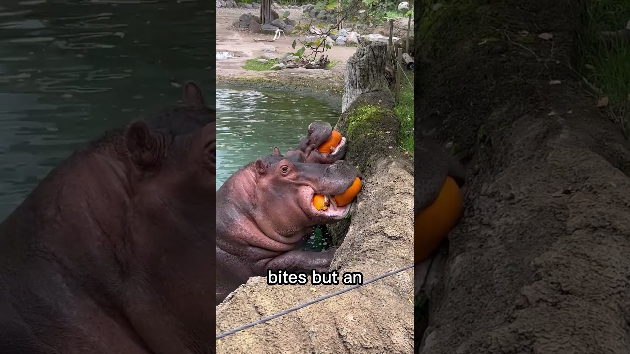 Hippo vs Elephant: Which Giant Would Win in a Fight?