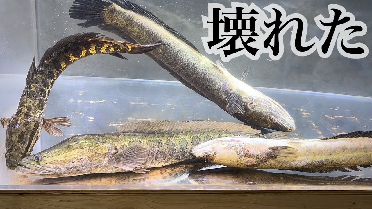 An accident occurred while testing whether multiple snakeheads