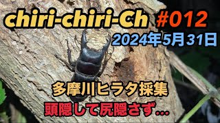 多摩川ヒラタクワガタ採集　2024.5.31