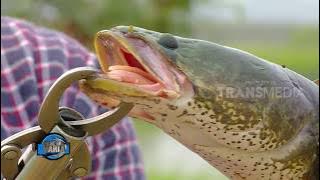 MANCING MANIA | SENSASI TARIKAN IKAN HAMA (09/06/18) 1-3