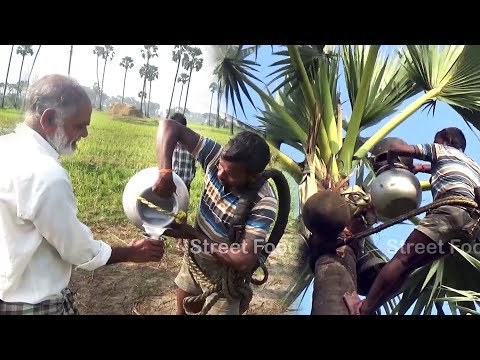 Hardworking People Still Living a Poor Life | JUICE of Asian palmyra palm wine | TODDY palmyra SAP | Street Food Catalog